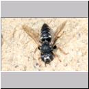 Oxybelus uniglumis - Weissfleckige Fliegenspiesswespe 08c 7mm - Sandgrube Niedringhaussee.jpg